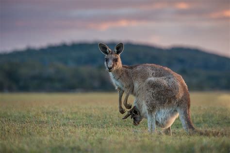 Forester Kangaroo With Joey Sean Crane Photography