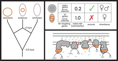 Bioenergetic Costs Of Asexuality Does The Mitochondrion Play A Role In Maintaining Sex AGA Blog