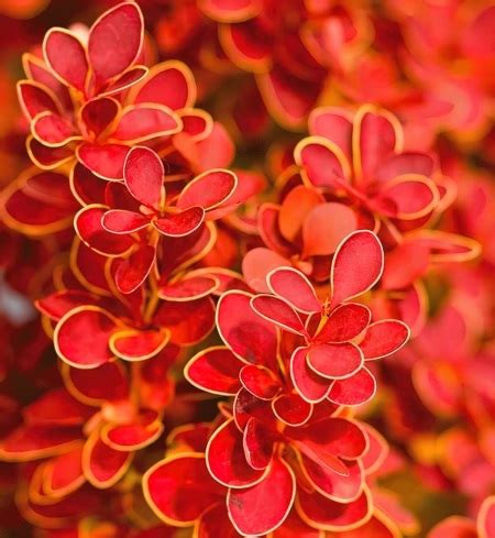 Berberis thunbergii 'Orange Ice' – Vesneri Aed