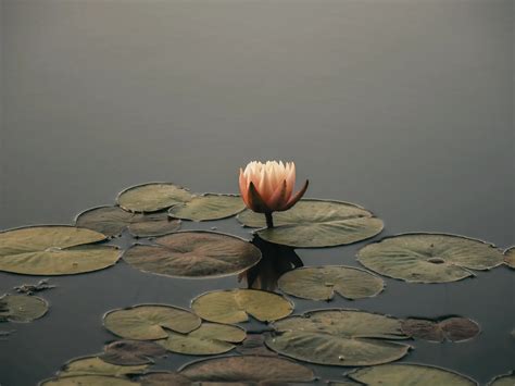 El impacto emocional en situaciones de emergencia » Terapiados