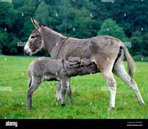 Domestic Ass Mare Suckling Foal Sideways Stock Photo Alamy