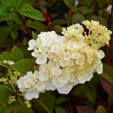 HYDRANGEA paniculata Sundae Fraise Hortensia paniculé rose