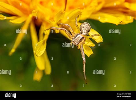 The Hunting Spider Stock Photo Alamy