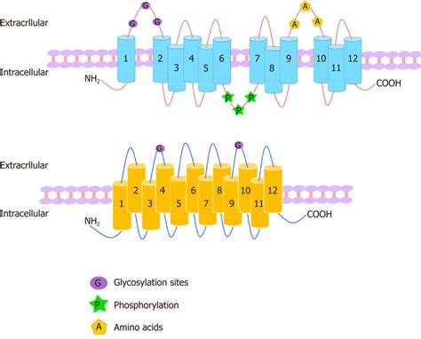 Structures Of Organic Anion Transporters And Organic Anion Transporter