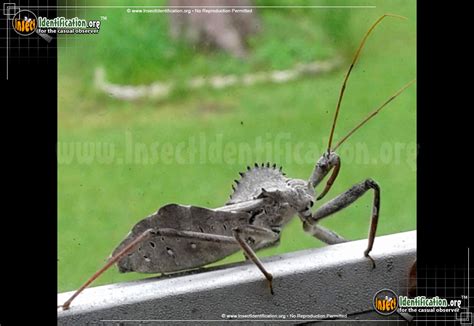 Wheel Bug