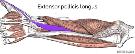 Extensor Pollicis Longus