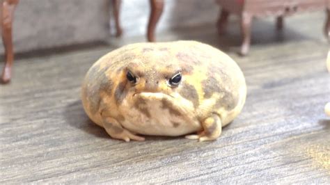 Healed In 1 Minute Rain Frog That Transforms Into Various Sweets