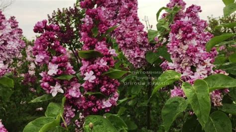 Сирень Кэтрин Хавемейер - YouTube