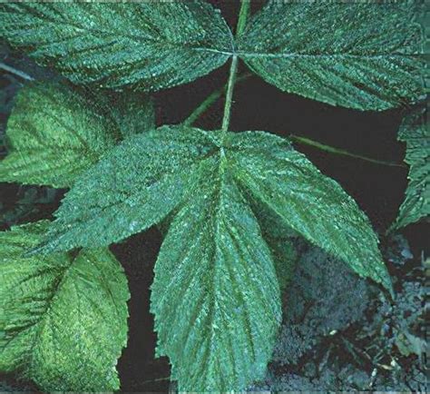 Raspberry Leaf And Bud Mite