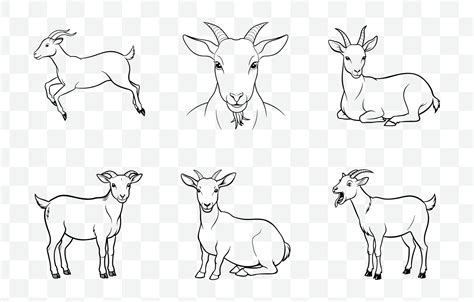 Print Extensive Collection Of Goat Line Art Illustrations For Versatile