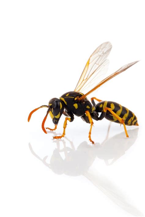 How To Keep Wasps Away At A BBQ Scared Of