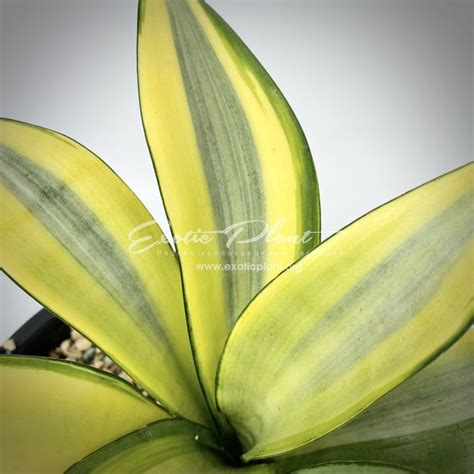 sansevieria cv Moonshine variegated - exoticplantshop.org