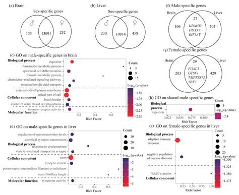 Sex Differences In Gene Expression And Alternative Splicing In The