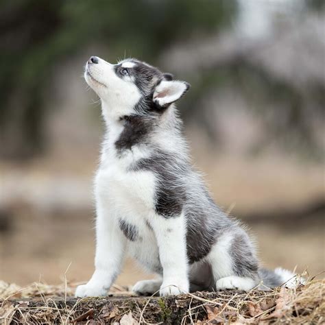 Dog-Friendly Green Pozole Recipe Goes Viral on TikTok - PetHelpful