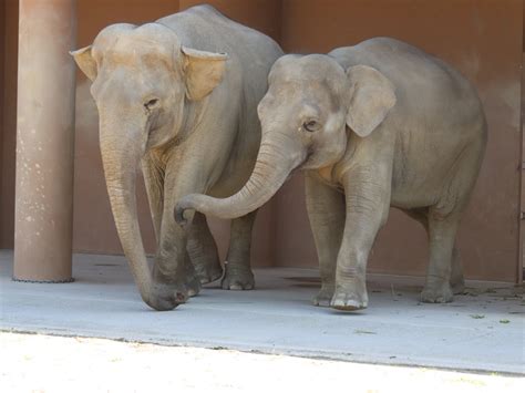 やまこじ On Twitter 仲良し親子のアヌラとさくら🐘🐘 お耳もぱたぱたシンクロしました 東山動植物園 アジアゾウ