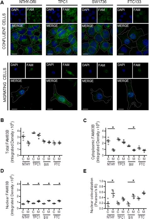 FAM83B subcellular localization significantly varies during cell ... 