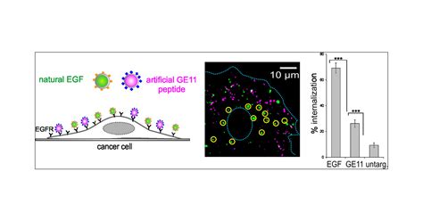 Tuning Nanoparticle Uptake Live Cell Imaging Reveals Two Distinct