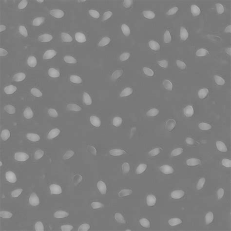 Tileable Hamburger Bun PBR Texture With Sesame Seeds Superhive