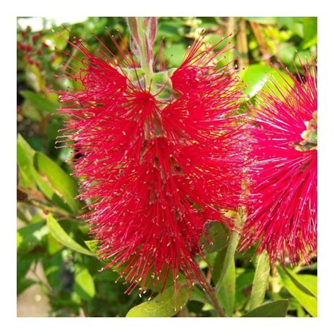 Callistemon Citrinus Splendens