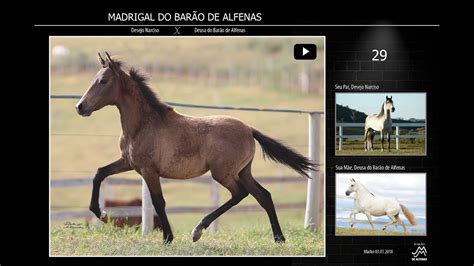 Madrigal Do Barao De Alfenas Youtube