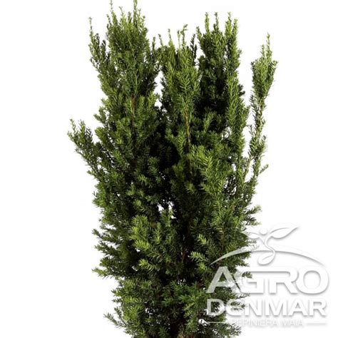 Tisa Taxus Media Hillii 40 60 Cm AgroDenmar Ro