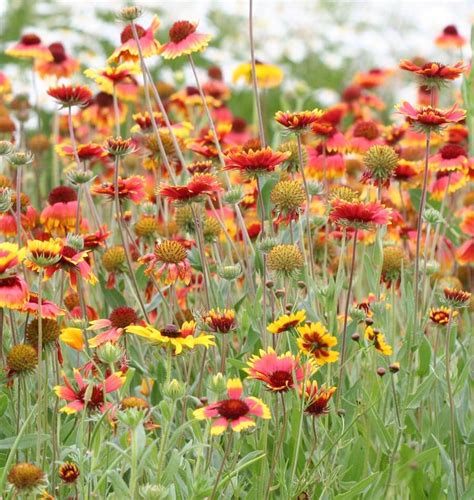 Blanketflower Gaillardia Seeds West Coast Seeds