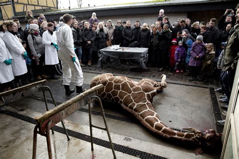 Marius the giraffe not alone: thousands of animals killed at European ...