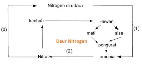 Perhatikan Skema Siklus Nitrogen Berikut Ini