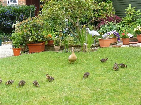 How To Raise Ducks In Your Backyard Tips