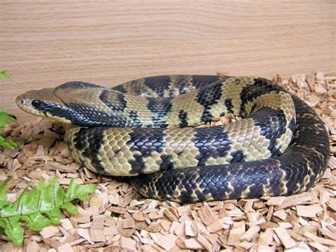 False Water Cobra Facts and Pictures | Reptile Fact