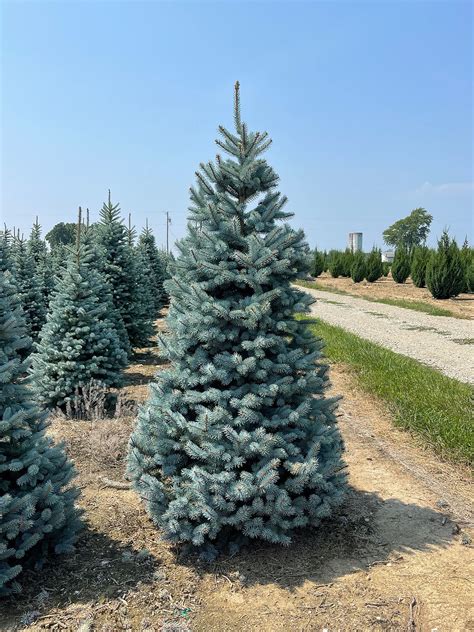 Picea Pungens Baby Blue Baby Blue Colorado Spruce Browns Nursery