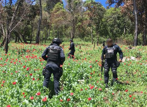 Elementos De Polic A Federal Localizan Y Destruyen Plant O De Amapola