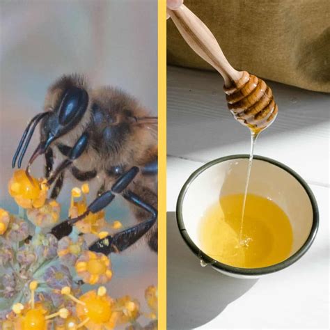 Nectar vs Honey: What's the Difference?- Carolina Honeybees