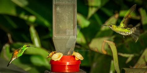 Colibri en Monteverde 2 - Costa Rica by Smallati on DeviantArt