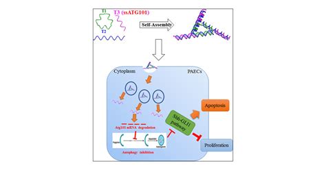 ATG101 Single-Stranded Antisense RNA-Loaded Triangular DNA ...