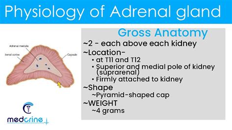 Physiology Of Adrenal Glands Youtube