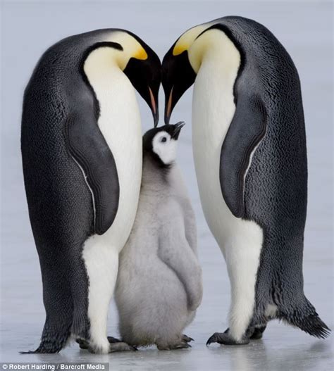 Just A Little P P P Peck On The Head Adorable Baby Penguin Gets A Kiss