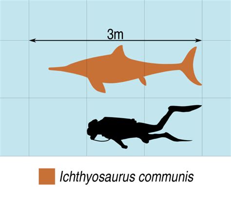 Ichthyosaurus: "Fish Lizard"