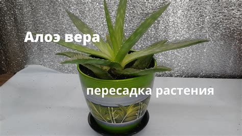 Алоэ вера. Особенности пересадки. - YouTube