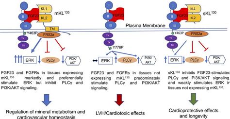 Jci Insight Fgf Expression Is Stimulated In Transgenic Klotho