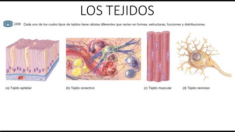 ORGANIZACIÓN ESTRUCTURAL DEL CUERPO HUMANO Los tejidos YouTube