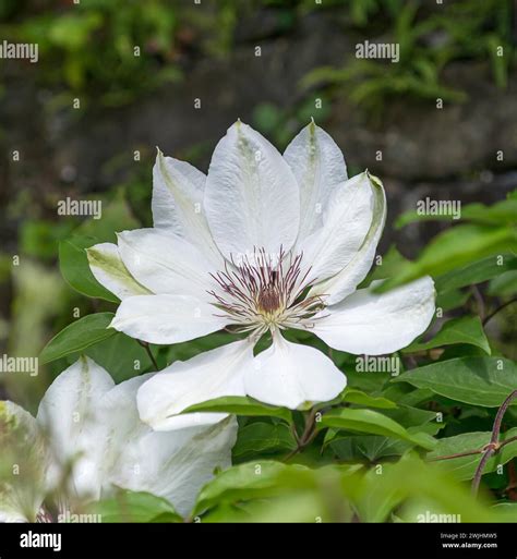 Clematis (Clematis 'Miss Bateman' Stock Photo - Alamy