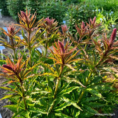 Veronicastrum virginicum ‘Red Arrows‘ - Vyšniauskų gėlės