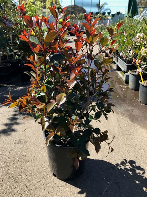 Syzygium Big Red Lilly Pilly Westlake Nursery