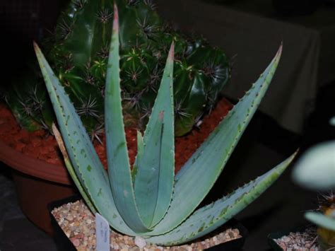 Aloe Viridiflora Green Flowered Aloe World Of Succulents