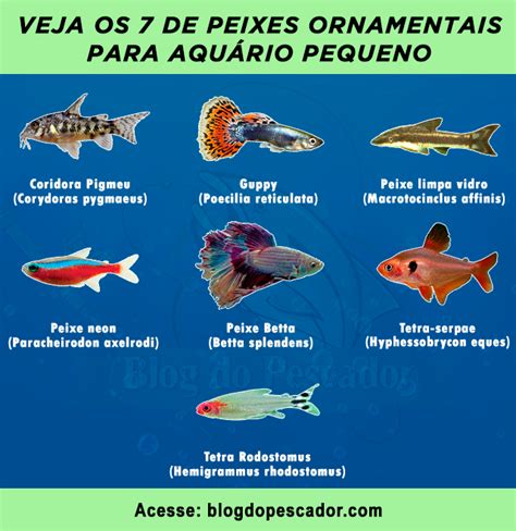 Tipos De Peixes Ornamentais Para Aqu Rio Pequeno Blog Do Pescador