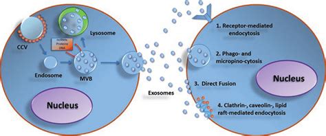 1 Biogenesis Of Exosomes And Cell To Cell Communication Exosome