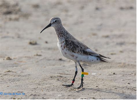 My Curlew Sandpiper passion - Wetlands International