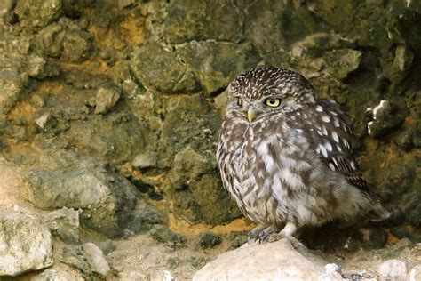 Little Owl Andrina Laidler Flickr