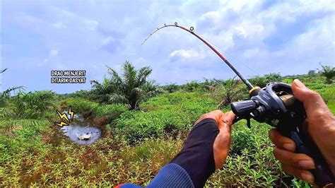 Mancing Casting Gabus Saat Cuaca Panas Sambaran Jadi Ganas Spot